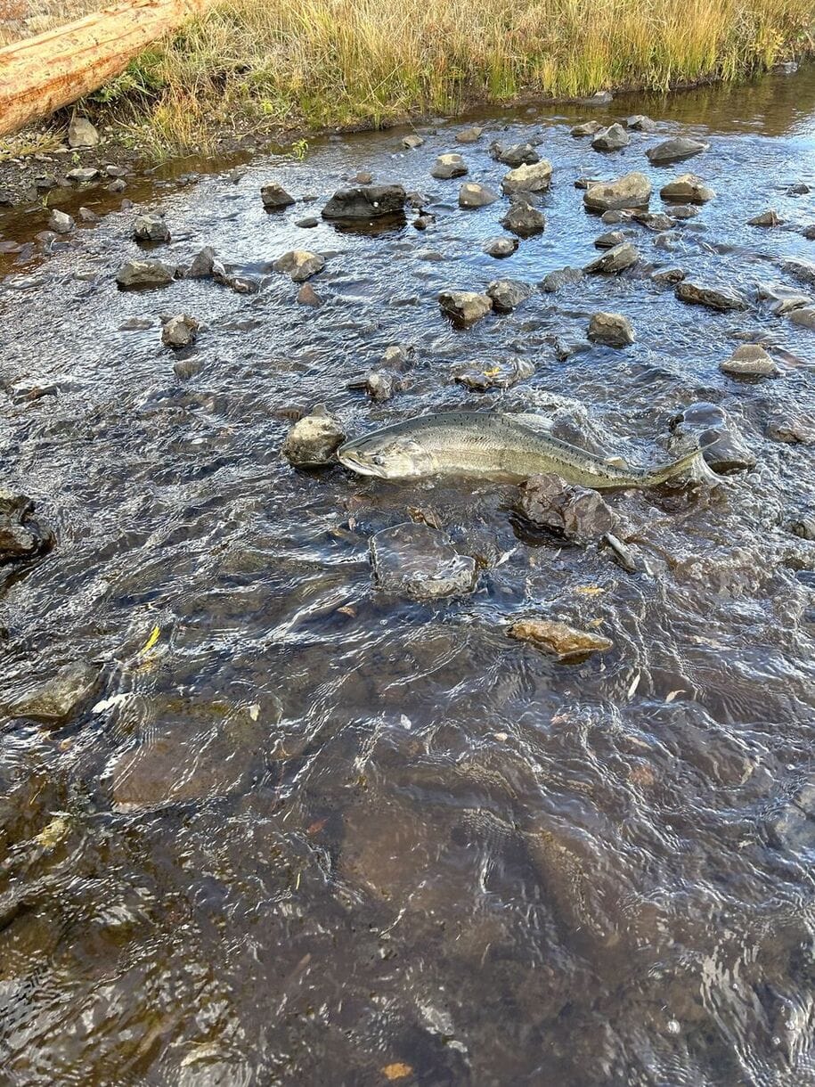 First Klamath River salmon since 1912 reported in Oregon after dam removal!