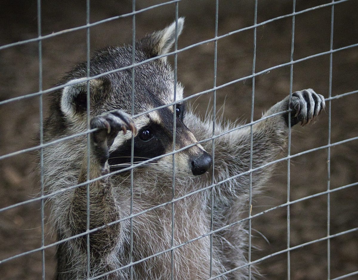 'Don't Put Your Fingers in the Cage!' Is Elk Grove poking its fingers into the Zoo's business?