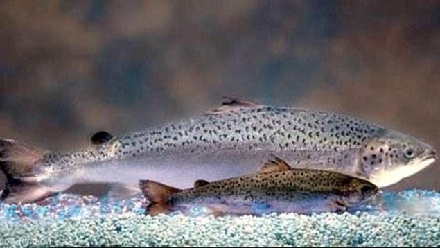 In a victory for Frankenfish opponents, genetically engineered salmon company shuts down hatchery operations