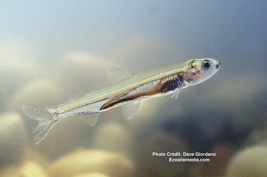 Zero Delta Smelt Found in Annual Survey as California Water Wars Heat Up