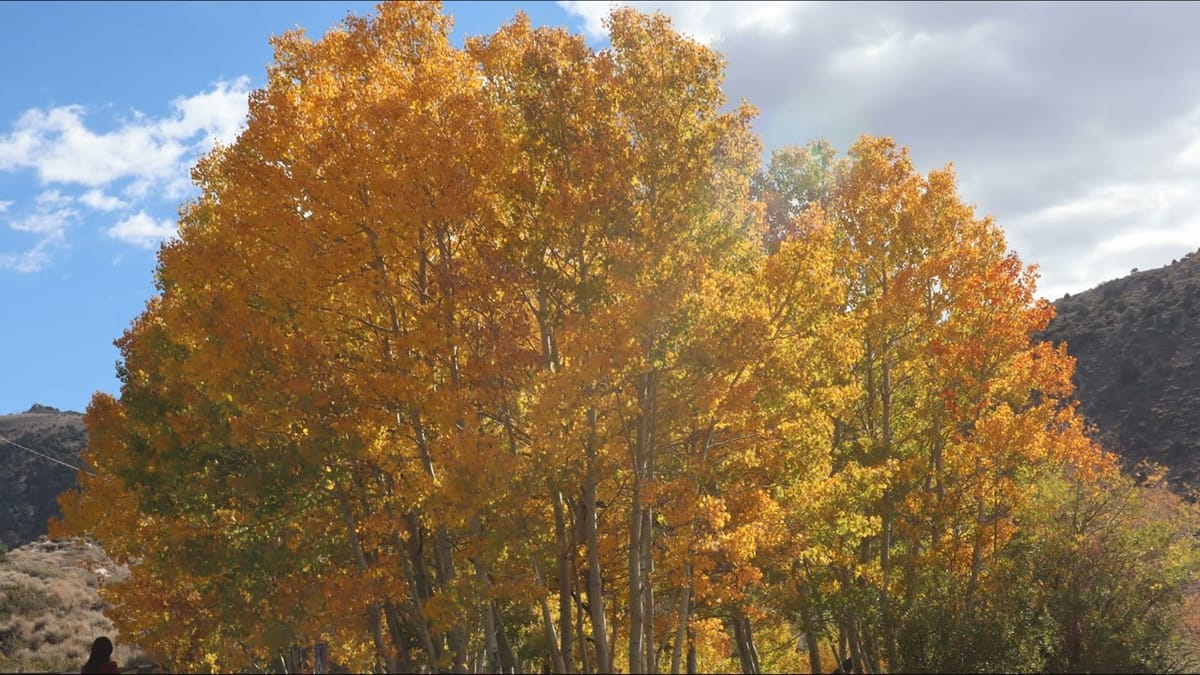 Still time to enjoy the fall colors of the Eastern Sierra