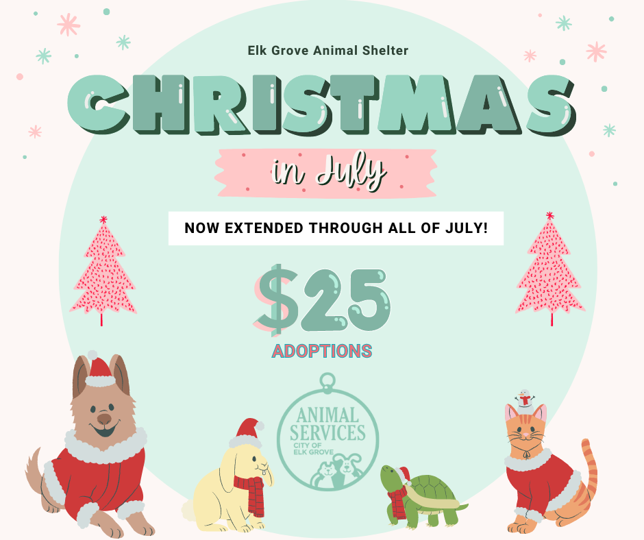 Christmas in July extended – Elk Grove Animal shelter pet adoption fees lowered