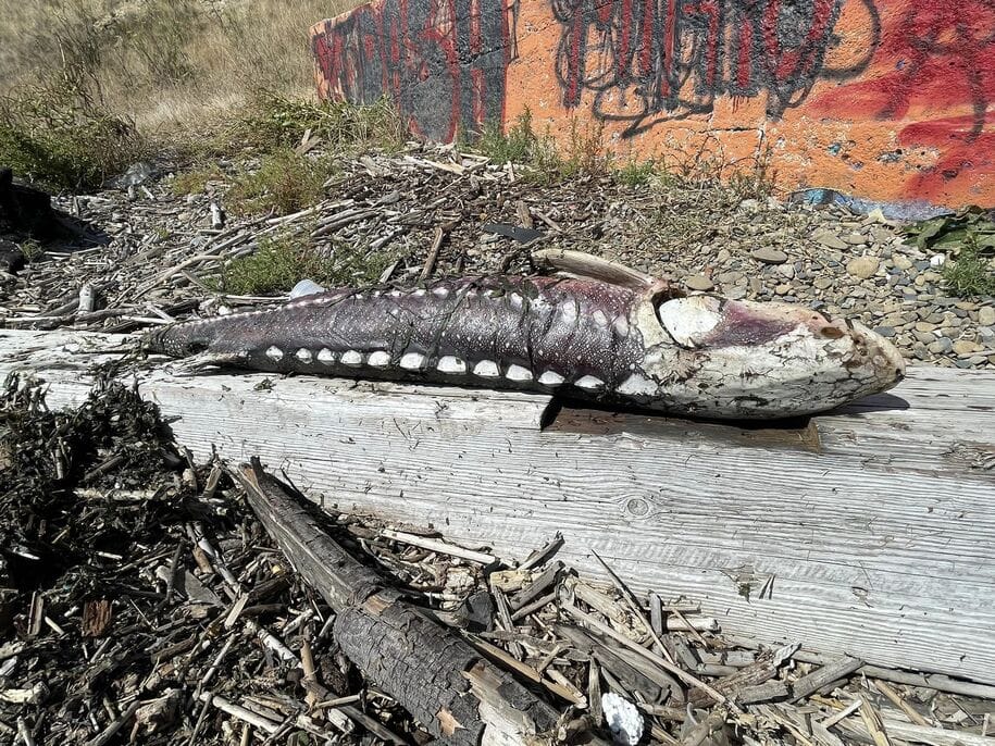 Sturgeon perished as algae bloom hit San Francisco Bay and Delta water exports amped up