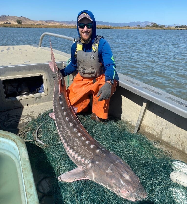 Environmental and fishing groups petition CA and feds to protect SF Bay white sturgeon