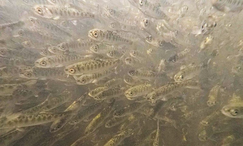 830,000 Fall-Run Chinook Salmon Fry Die from Gas Bubble Disease in Klamath River