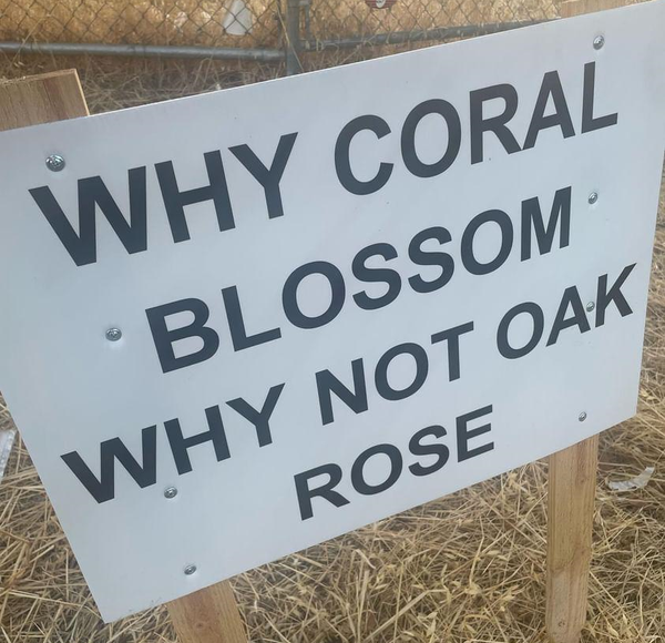 Elk Grove Planning Commission to hear Coral Blossom appeal