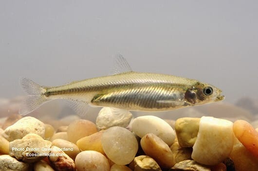 State and federal water agencies cancel fall flow protections for endangered Delta Smelt!