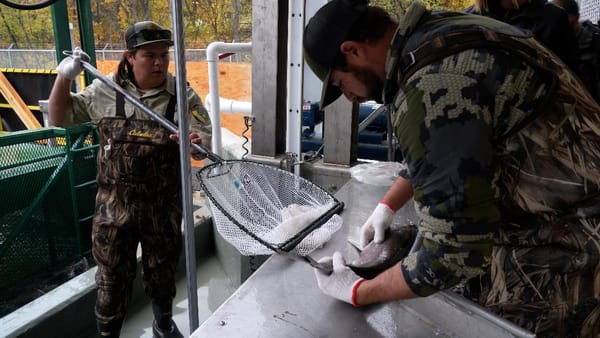 Coho Salmon Return to Upper Klamath River Basin After 60-Year Absence