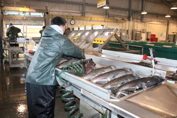 Record numbers of salmon return to Mokelumne River, while shockingly low numbers show on upper Sacramento