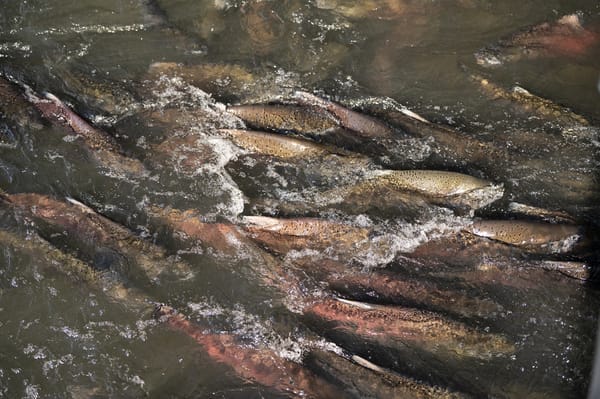 Update: A Record 34,740 Salmon Return to Mokelumne River, Upper Sacramento Run Is Dismal