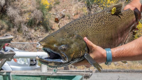 Reclamation approves water plan that's 'likely to adversely affect' Sacramento River Winter Chinook