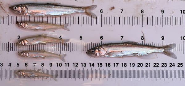 Feds propose listing of San Francisco Bay-Delta longfin smelt as endangered species