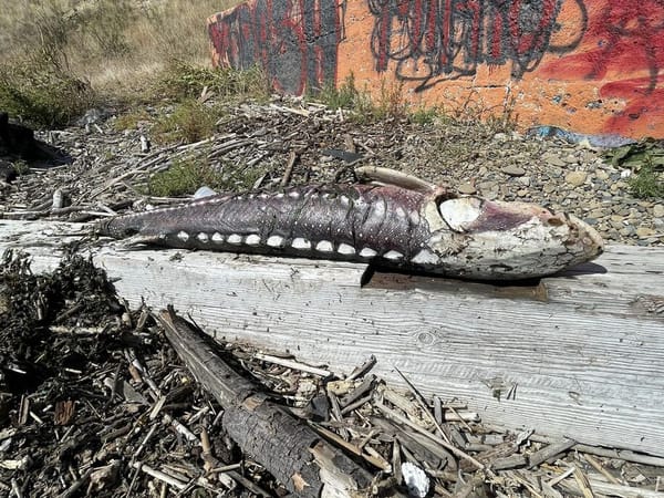 Dead Sturgeon in San Francisco Bay