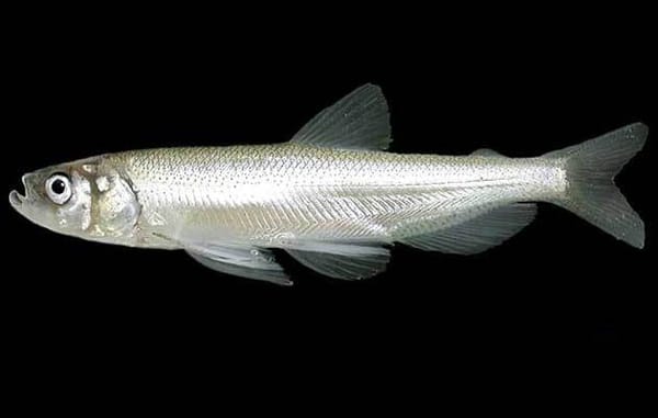 SF Baykeeper Intends to Sue Feds for Missing Congressional Deadline to Protect Longfin Smelt