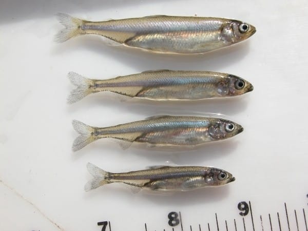 It’s Final: No Delta Smelt Collected in CDFW Fall Midwater Trawl Survey for 6th Year