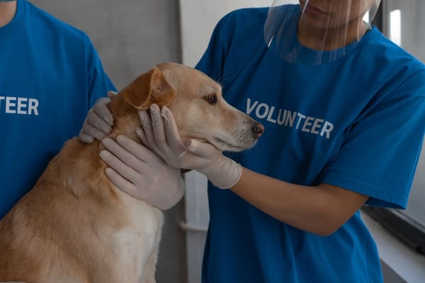 Suspension of Elk Grove’s low cost spay and neuter services enters sixth month; Still no full-time city staff veterinarian